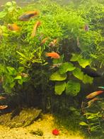 guppen en javamos, Vis