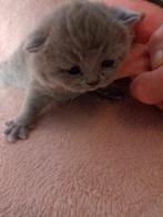 Britse korthaar kittens, poesjes ,*Gereserveerd*, Dieren en Toebehoren, Poes