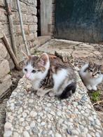 Te koop kittens, Dieren en Toebehoren, Katten en Kittens | Raskatten | Korthaar, Meerdere dieren, 0 tot 2 jaar
