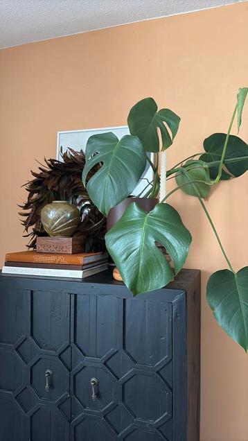 Monstera (uit kopstek gekweekt) beschikbaar voor biedingen