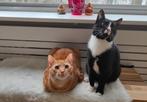 2 lieve katers zoeken een nieuw huisje, Dieren en Toebehoren, Katten en Kittens | Overige Katten