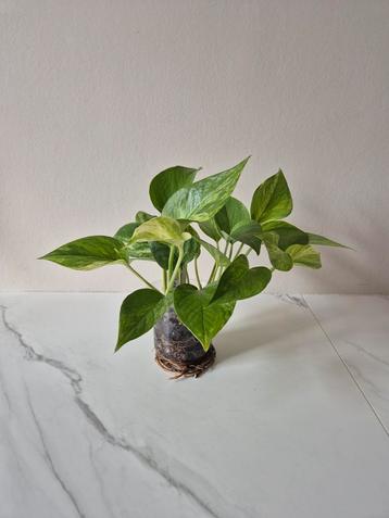 Epipremnum Marble Queen P9 - Makkelijke Kamerplant beschikbaar voor biedingen