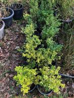Ilex struik , ongeveer 40 cm hoog . staan in de, Tuin en Terras, Ophalen, Struik, Minder dan 100 cm
