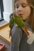 jonge pyrhurras in diverse kleuren, Dieren en Toebehoren, Vogels | Parkieten en Papegaaien, Papegaai, Meerdere dieren, Pratend