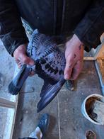 Mooi post duiven te koop  voor kweeken, Meerdere dieren, Postduif