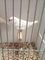 Vogels gezocht, Dieren en Toebehoren, Vogels | Overige Vogels, Meerdere dieren, Tropenvogel