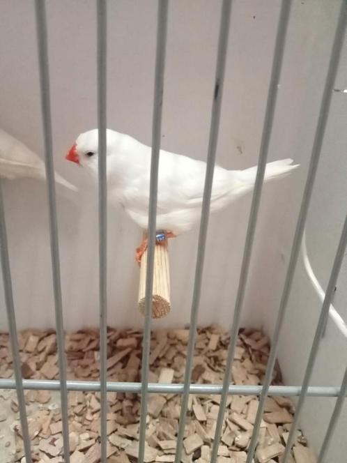 Vogels gezocht, Dieren en Toebehoren, Vogels | Overige Vogels, Tropenvogel, Meerdere dieren