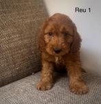 Rode cockapoo reuen, CDV (hondenziekte), 8 tot 15 weken, Meerdere, Nederland
