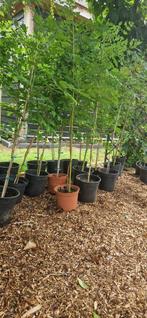 Chinese vernisboom (zeepboom), Tuin en Terras, Planten | Bomen, Overige soorten, 100 tot 250 cm, Ophalen, Volle zon