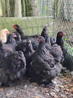 Cochin groot zwart, Dieren en Toebehoren, Pluimvee, Meerdere dieren, Kip