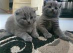 british korthaar, Poes, Ontwormd, 0 tot 2 jaar
