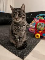 Kat “duman” zoekt nieuw huisje, Dieren en Toebehoren, Kater