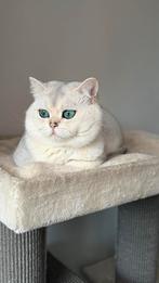 Britse korthaar kat (DEKKATER), Dieren en Toebehoren, Katten en Kittens | Dekkaters, 0 tot 2 jaar