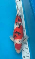 Sanke, Dieren en Toebehoren, Karper of Koi