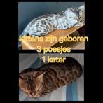 Bengaal kittens, Dieren en Toebehoren, Katten en Kittens | Raskatten | Korthaar, Meerdere dieren, Gechipt, 0 tot 2 jaar