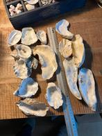 Oester schelpen, Ophalen of Verzenden, Schelp(en)