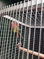 Prinses of Wales, Meerdere dieren, Parkiet, Geringd
