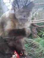 Toegangskaarten Apenheul, Tickets en Kaartjes, Recreatie | Dierentuinen, Eén persoon, Ticket of Toegangskaart