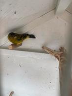 Mooie bastaard sijs, Dieren en Toebehoren, Vogels | Overige Vogels, Mannelijk, Wildzangvogel, Geringd