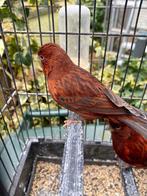 Zwart rood intensief en schimmel kanaries, Dieren en Toebehoren, Vogels | Kanaries, Kleurkanarie, Meerdere dieren