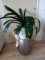 Grote clivia, Huis en Inrichting, Ophalen, Halfschaduw, Minder dan 100 cm