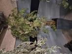 Kunstplant in pot, Ophalen, In pot, Halfschaduw, Minder dan 100 cm