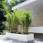 XXL Potten FARGESIA 'Rufa' BAMBOE ( NU PLanttijd ), Tuin en Terras, Planten | Tuinplanten, Ophalen, Bloeit niet, Overige soorten