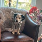 Prachtige dalmatier pups te koop, Rabiës (hondsdolheid), Overige rassen, 8 tot 15 weken, Teef