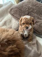 Shihpoo, Parvo, 8 tot 15 weken, Eén hond, Nederland