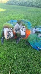Harlekijn ara, Dieren en Toebehoren, Vogels | Parkieten en Papegaaien, Mannelijk, Papegaai, Pratend