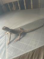 Baardagaam met terrarium, Dieren en Toebehoren, Reptielen en Amfibieën, Hagedis, Met terrarium, 0 tot 2 jaar
