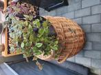 Plant, Ophalen, Zomer