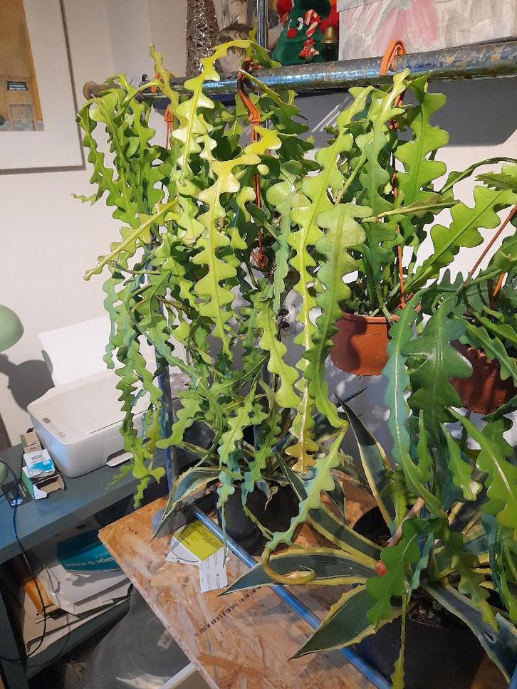 Epiphyllum Anguliger € 8.50  2 voor  € 15.-, Huis en Inrichting, Kamerplanten, Cactus, Minder dan 100 cm, Bloeiende kamerplant