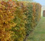 Haagbeuk CARPINUS, Tuin en Terras, Planten | Bomen, Ophalen of Verzenden, Bloeit niet, Halfschaduw, Overige soorten