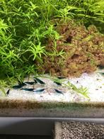 Blauwe garnalen, Kreeft, Krab of Garnaal, Zoetwatervis, Schoolvis