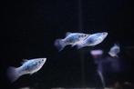 Platy Neon Blue - Xiphophorus maculatus, Dieren en Toebehoren, Vis, Zoetwatervis