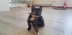 Kittens zoeken een huisje, Dieren en Toebehoren, Katten en Kittens | Raskatten | Korthaar, Meerdere dieren
