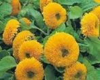 Teddy Bear Zonnebloemzaden, Ophalen of Verzenden, Voorjaar, Volle zon, Zaad