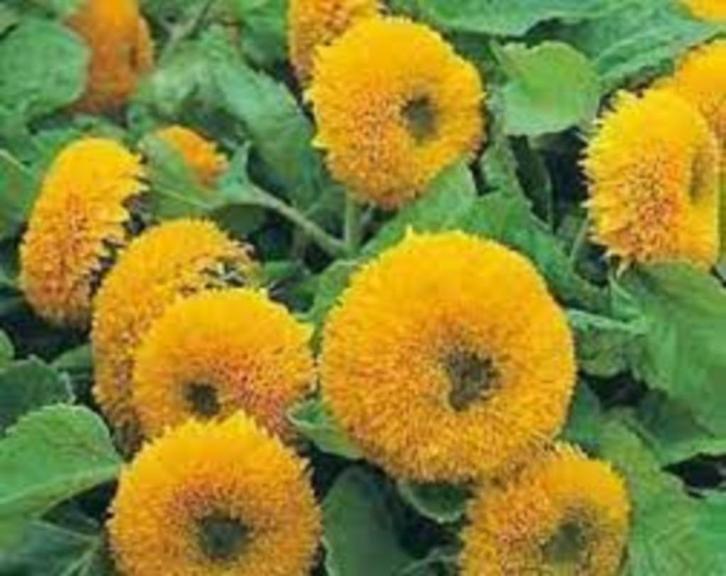 Teddy Bear Zonnebloemzaden, Tuin en Terras, Bloembollen en Zaden, Zaad, Voorjaar, Volle zon, Ophalen of Verzenden