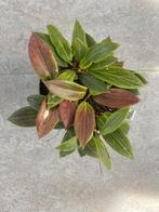 Hoya soligamiana [grote pot], Ophalen of Verzenden, Halfschaduw, Minder dan 100 cm