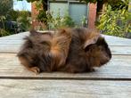 Mooi fokkoppel choco brindle borstelcavia, Dieren en Toebehoren, Knaagdieren, September, Meerdere dieren, Cavia