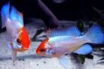 Microgeophagus Ramirezi Electric Blue red Head M, Vis, Zoetwatervis, Schoolvis