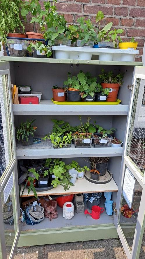 Suuske's Stekjesrek, Huis en Inrichting, Kamerplanten, Overige soorten, Minder dan 100 cm, Ophalen