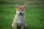 Shiba inu pups alle kleuren, Dieren en Toebehoren, Honden | Poolhonden, Keeshonden en Oertypen, Rabiës (hondsdolheid), 15 weken tot 1 jaar