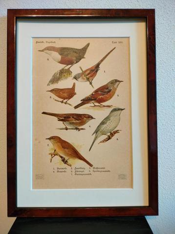 Litho Floericke Baardman Winterkoning Tuinfluiter 1922 beschikbaar voor biedingen
