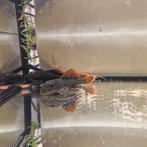 L600 RedTail Grade A Pseudacanthicus leopardus Pleco Lnummer, Vis
