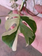 Rhapidophora tetrasperma variegata/ Monstera minima, Ophalen, Overige soorten, Minder dan 100 cm