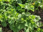 vrouwenmantel jonge planten bio (Alchemilla) - Geel, Tuin en Terras, Volle zon, Vaste plant, Zomer, Ophalen