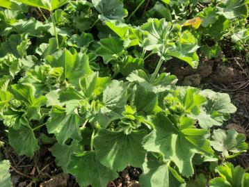 vrouwenmantel jonge planten bio (Alchemilla) - Geel beschikbaar voor biedingen