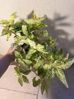 Pellionia repens variegata (1), Ophalen of Verzenden, Overige soorten, Minder dan 100 cm